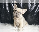 Small Photo #26 French Bulldog Puppy For Sale in WARSAW, IN, USA
