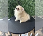 Small Photo #5 Pomeranian Puppy For Sale in MACON, GA, USA