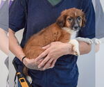 Small #1 Australian Shepherd Mix