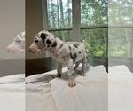 Small Photo #8 Great Dane Puppy For Sale in MIMS, FL, USA