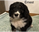 Puppy Ernest Bernedoodle