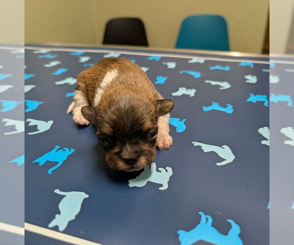 Medium Photo #1 Mutt Puppy For Sale in Chico, CA, USA