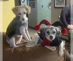 Small Photo #1 ShihPoo Puppy For Sale in GLOUCESTER, VA, USA