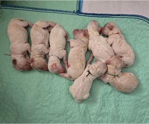 Bichon Frise-Cock-A-Poo Mix Puppy for sale in BATTLE GROUND, WA, USA