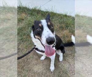 Collie-Unknown Mix Dogs for adoption in Fort Collins, CO, USA