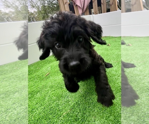 Medium Photo #15 Labradoodle Puppy For Sale in WAVERLY, VA, USA