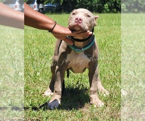 American Bully Puppy for sale in WARNER ROBINS, GA, USA