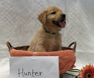 Golden Retriever Puppy for sale in OWEN, WI, USA