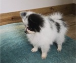 Small #4 Pomeranian