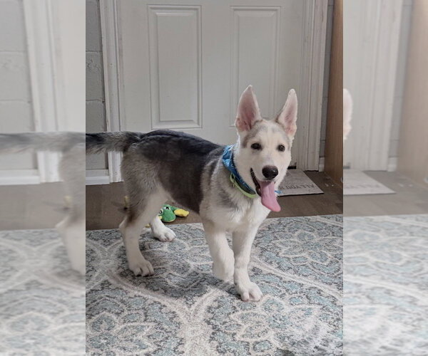 Medium Photo #2 Siberian Husky-Unknown Mix Puppy For Sale in San Leon, TX, USA