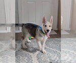 Small #1 Siberian Husky Mix