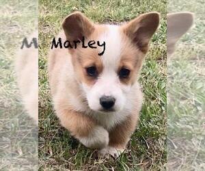 Pembroke Welsh Corgi Puppy for sale in BEULAVILLE, NC, USA