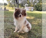 Small Photo #1 Pomeranian Puppy For Sale in MIDDLEBURY, IN, USA