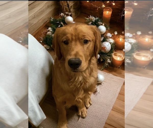 Medium Photo #1 Golden Retriever Puppy For Sale in PEORIA, AZ, USA