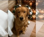 Small Photo #1 Golden Retriever Puppy For Sale in PEORIA, AZ, USA
