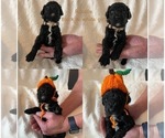 Small Photo #20 Goldendoodle Puppy For Sale in DENVER, NC, USA