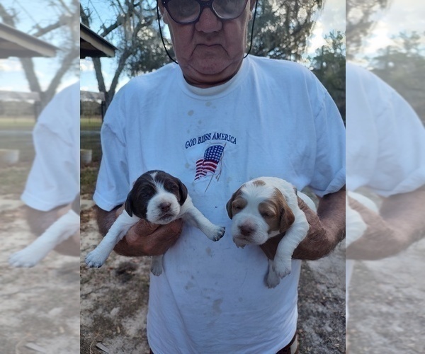 Medium Photo #9 Brittany Puppy For Sale in FORT MC COY, FL, USA