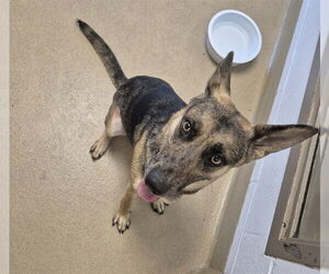 Catahoula Leopard Dog-German Shepherd Dog Mix Dogs for adoption in Decatur, IL, USA