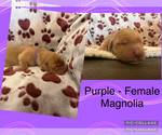 Puppy Magnolia Golden Retriever