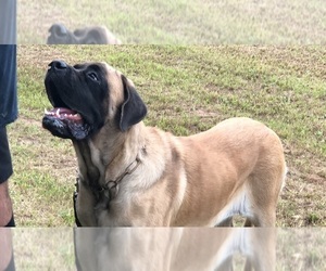 Mastiff Dogs for adoption in LEESBURG, GA, USA