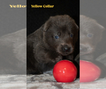 Small #2 German Shepherd Dog