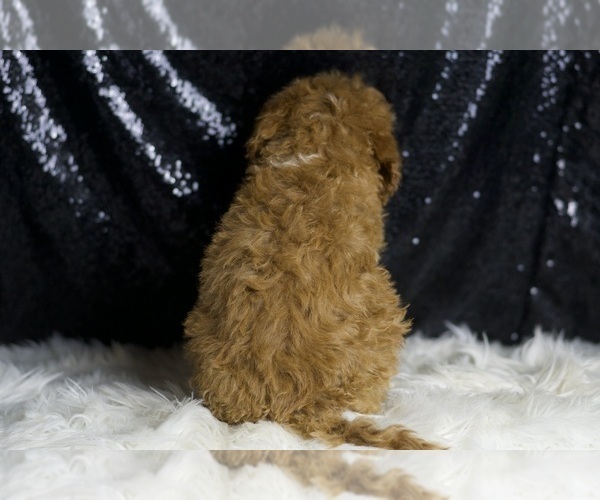 Medium Photo #5 Goldendoodle (Miniature) Puppy For Sale in WARSAW, IN, USA