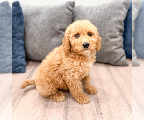 Medium Photo #29 Miniature Labradoodle Puppy For Sale in MILLERSBURG, OH, USA