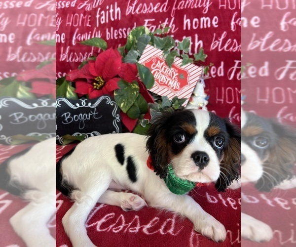 Medium Photo #5 Cavalier King Charles Spaniel Puppy For Sale in ABILENE, TX, USA