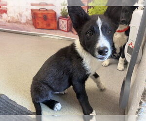 Border Collie Dogs for adoption in San Bernardino, CA, USA