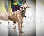 Small Photo #3 German Shepherd Dog-Greyhound Mix Puppy For Sale in Atlanta, GA, USA