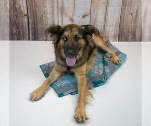 Sigmund - Male Shepradors Dog for Adoption - Photo #6