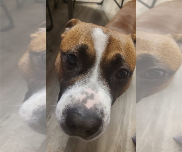 Medium Photo #2 American Staffordshire Terrier-Boxer Mix Puppy For Sale in Holly Springs, NC, USA