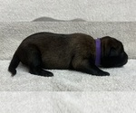 Puppy Purple Belgian Malinois