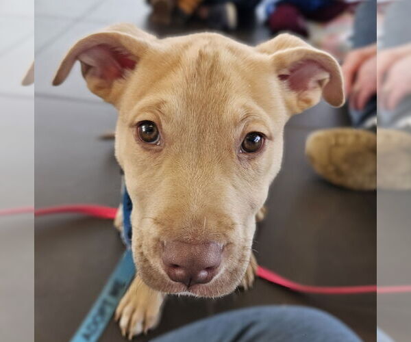 Medium Photo #3 Siberian Husky-Unknown Mix Puppy For Sale in Fargo, ND, USA