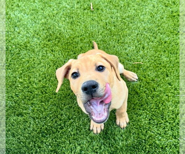 Medium Photo #2 Labrador Retriever-Unknown Mix Puppy For Sale in Houston, TX, USA