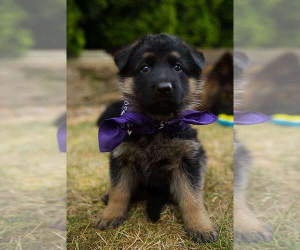 Medium Photo #1 German Shepherd Dog Puppy For Sale in OREGON CITY, OR, USA