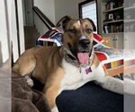 Small #1 American Pit Bull Terrier Mix