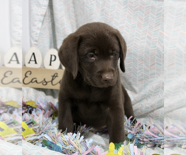 Medium Photo #4 Labrador Retriever Puppy For Sale in RICHLAND, IA, USA