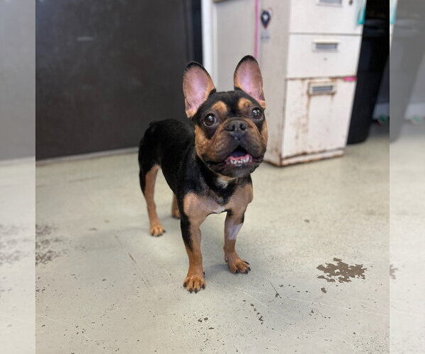 Medium Photo #1 French Bulldog Puppy For Sale in Chico, CA, USA