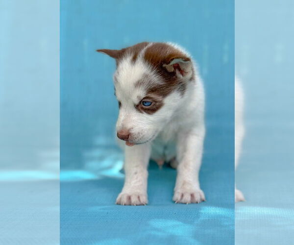 Medium Photo #10 Siberian Husky Puppy For Sale in PIPE CREEK, TX, USA