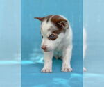 Small #9 Siberian Husky