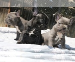 Small Photo #2 French Bulldog Puppy For Sale in VALLEJO, CA, USA