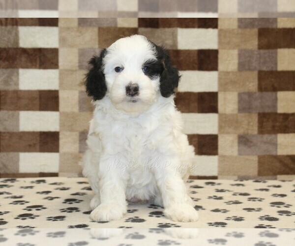 Medium Photo #3 Bernedoodle (Miniature) Puppy For Sale in DENVER, PA, USA