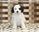 Small #2 Bernedoodle (Miniature)