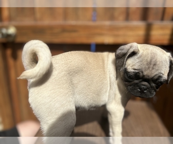 Medium Photo #2 Pug Puppy For Sale in CHICAGO, IL, USA