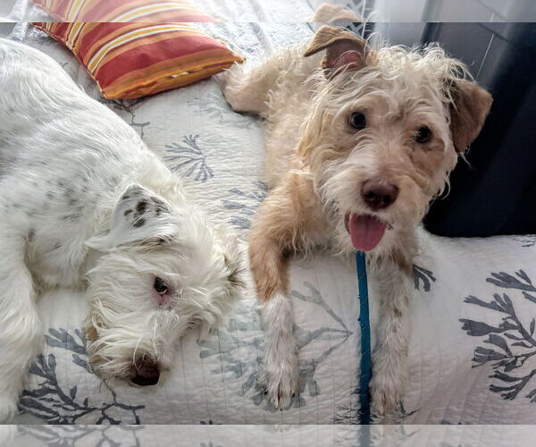 Medium Photo #6 Mutt Puppy For Sale in Rockaway, NJ, USA