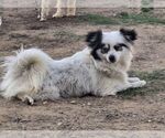 Small #2 Brussels Griffon Mix