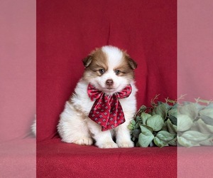 Pomeranian Puppy for sale in CHRISTIANA, PA, USA