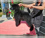 Small Photo #4 Poodle (Standard) Puppy For Sale in OKEECHOBEE, FL, USA