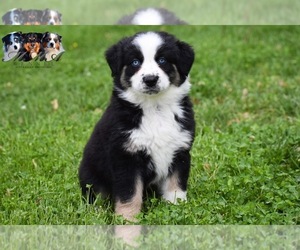 Australian Shepherd Puppy for sale in EASTON, MO, USA